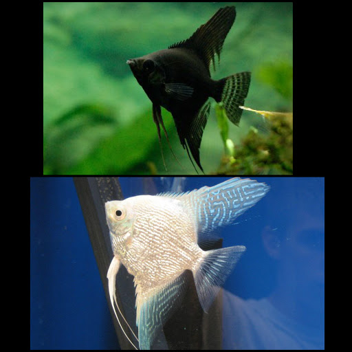 Pet Store «World of Wet Pets», reviews and photos, 8542 SW Apple Way, Portland, OR 97225, USA