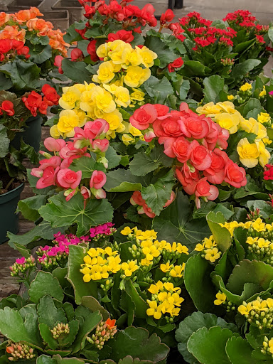 Garden Center «H J Benken Florist & Garden», reviews and photos, 6000 Plainfield Rd, Cincinnati, OH 45213, USA