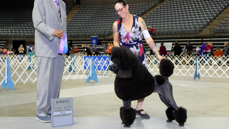 Outlaw Canines Standard Poodles