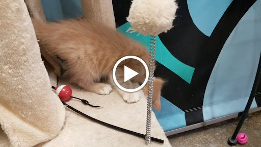 Carson Animal Shelter image