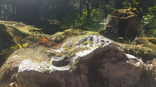 National Forest «Petrified Forest», reviews and photos