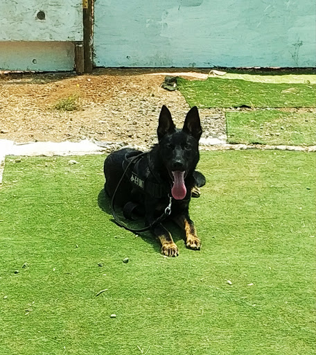 Clases adiestramiento perros Valparaiso