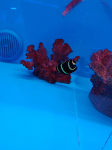 Pet Store «The Aquarium & Fish Store», reviews and photos, 710 W Lumsden Rd, Brandon, FL 33511, USA