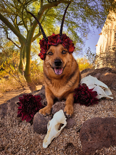 37555 N Cave Creek Rd, Cave Creek, AZ 85331, USA