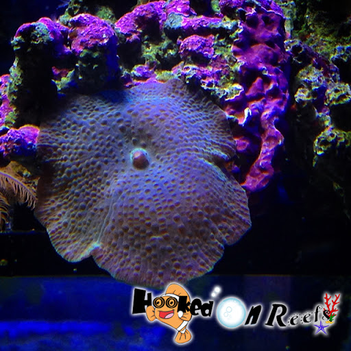 Tropical Fish Store «Hooked On Reefs», reviews and photos, 228 Hibiscus St #1, Jupiter, FL 33458, USA