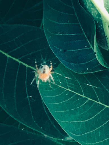 Produce Market «B&P Hitz Fruit Farm (Apples N Produce)», reviews and photos, 14070 Wilco Hwy NE, Woodburn, OR 97071, USA