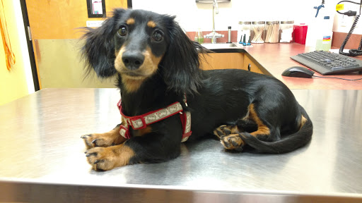 Pet Supply Store «PetSmart», reviews and photos, 534 US-441, Lady Lake, FL 32159, USA