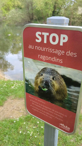 Les ragondins à Troyes