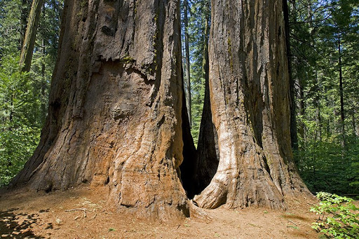 National Park «Sequoia National Park», reviews and photos