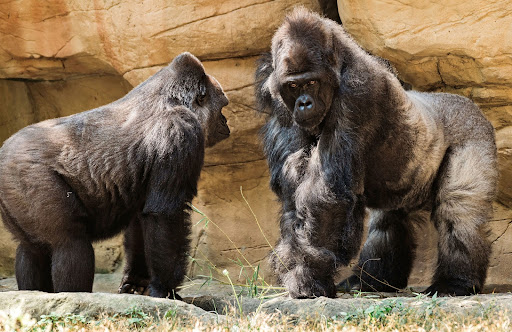 Zoo «Memphis Zoo», reviews and photos, 2000 Prentiss Pl, Memphis, TN 38112, USA