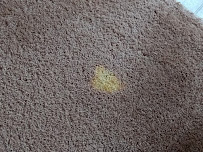 Big Red Carpet Care - Photo 5 - Car repair in , Holland