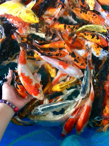 Trại cá giống Ao Sen