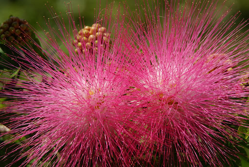 Museum «Polk Museum Of Art», reviews and photos, 800 E Palmetto St, Lakeland, FL 33801, USA