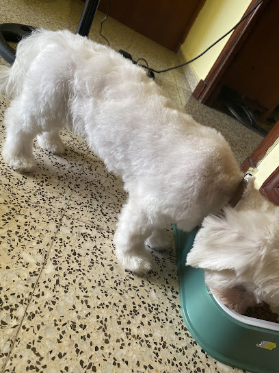 Perruqueria Canina Net i aclarit en Sant Lluis