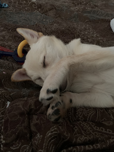 Pet Store «Yuppy Puppy Pet Shop», reviews and photos, 292 Frantz Rd, Stroudsburg, PA 18360, USA