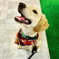 Gus's Place Dog Store - Photo 9 - Car repair in Webster Groves, MO, St. Louis