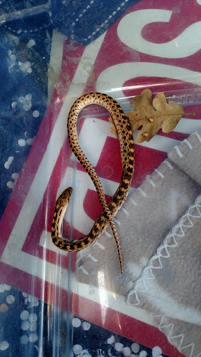 Shopping Mall «Pavilions Shopping Center», reviews and photos, 563 Pavilions Ln, Sacramento, CA 95825, USA