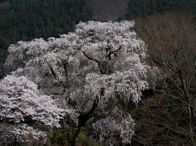 大照寺跡「枝垂桜」