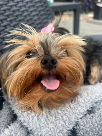 Pet Lovers Hotel Pet - Photo 5 - Car repair in San Jose, CA, San Jose