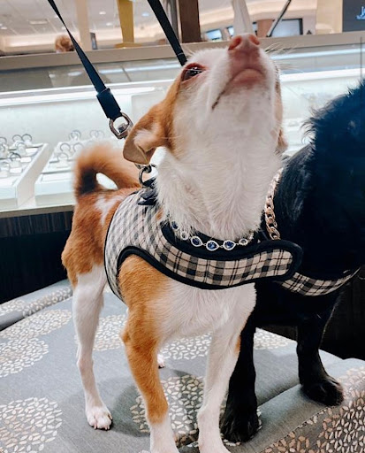 Jewelry Store «Jared The Galleria of Jewelry», reviews and photos, 4 S Tunnel Rd, Asheville, NC 28805, USA