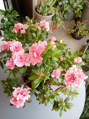 Fleuriste Au Bouton d'Or à Bourbonne-les-Bains