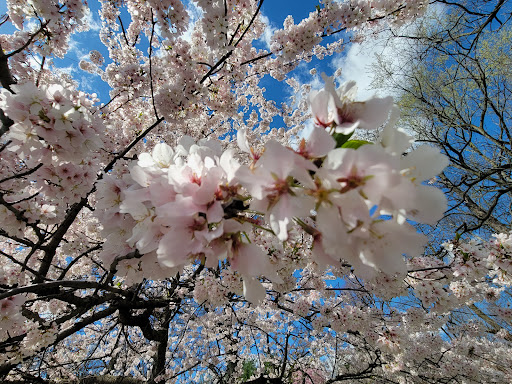 Park «Branch Brook Park», reviews and photos, Lake St & Park Avenue, Newark, NJ 07104, USA