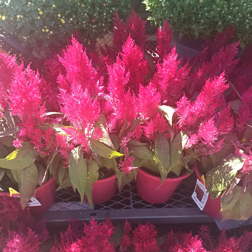 Home Improvement Store «The Home Depot», reviews and photos, 390 West St, Mansfield, MA 02048, USA