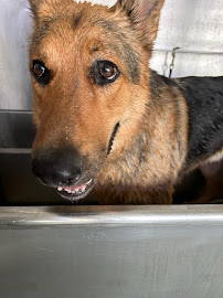 Totally Woof - Photo 5 - Car repair in Nashua, NH, Nashua
