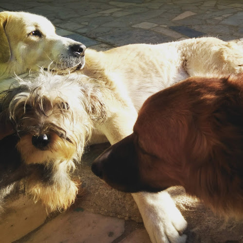 LPDA - Liga Portuguesa dos Direitos do Animal - Veterinário