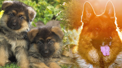 Creekwood Acres German Shepherd Puppies