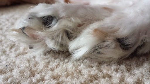 Pet Store «Back To Nature Pets & Grooming», reviews and photos, 110 N Dupont Hwy, New Castle, DE 19720, USA