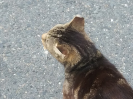 Cruise Agency «Tangier Island Cruises», reviews and photos, 1001 W Main St, Crisfield, MD 21817, USA