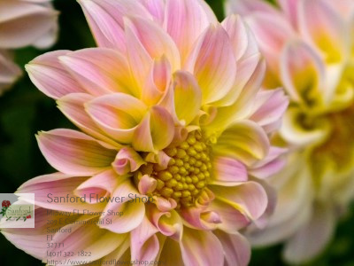 Florist «Sanford Flower Shop», reviews and photos, 209 E Commercial St, Sanford, FL 32771, USA