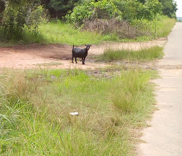 Okiemute Farms photo