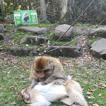 Photo n° 3 de l'avis de Raphie.u fait le 07/11/2022 à 09:10 pour La Montagne des Singes à Kintzheim