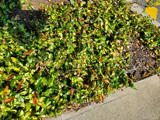 Supermarket «Publix Super Market Plaza Inverness», reviews and photos, 1012 W Main St, Inverness, FL 34450, USA