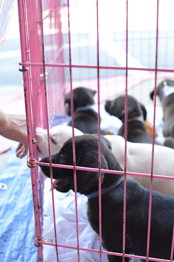 Pet Supply Store «PetSmart», reviews and photos, 860 Cobb Pl Blvd NW, Kennesaw, GA 30144, USA