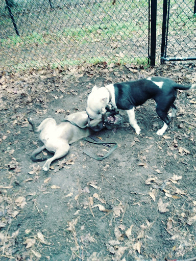 Animal Protection Organization «Charleston Animal Society», reviews and photos