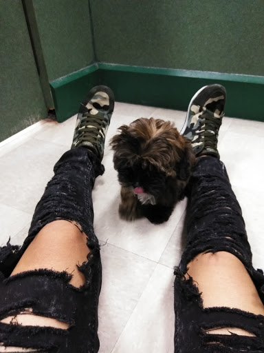 Pet Store «Petland Vineyard - San Antonio», reviews and photos, 1309 North Loop 1604 W #101, San Antonio, TX 78258, USA