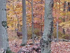 Kohler-Andrae State Park - photo 79