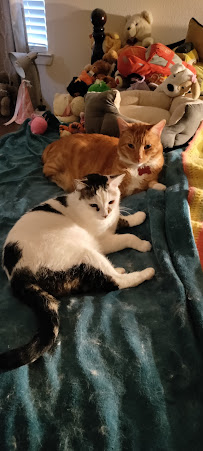 Paws & Claws Play Care LLC - Photo 2 - Car repair in , Concord