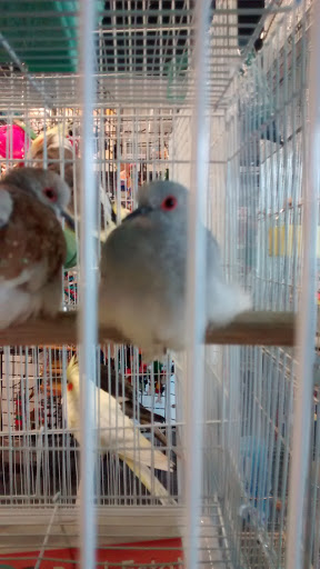 Pet Store «The Discount Pet Shop LLC», reviews and photos, 409 N Bragg Blvd, Spring Lake, NC 28390, USA