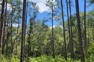 Richloam Wildlife Management Area image