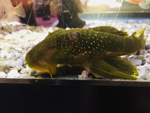 Pet Store «Pet Junction», reviews and photos, 146 NH-108, Dover, NH 03820, USA