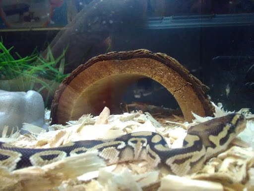 Pet Supply Store «PetSmart», reviews and photos, 1391 S Commons Dr, Myrtle Beach, SC 29588, USA