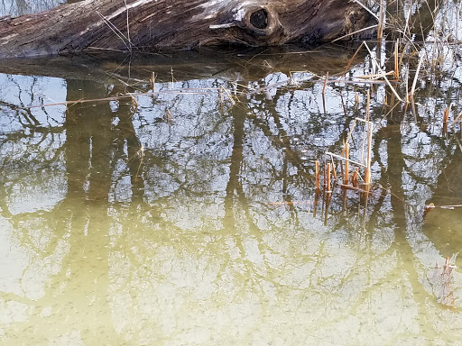 Nature Preserve «Independence Grove Forest Preserve», reviews and photos, 16400 Buckley Rd, Libertyville, IL 60048, USA