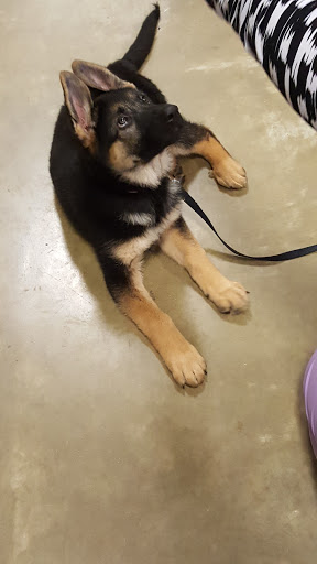 Pet Supply Store «PetSmart», reviews and photos, 140 Barrington Rd, Schaumburg, IL 60194, USA