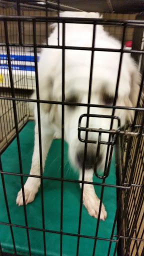 Pet Supply Store «PetSmart», reviews and photos, 1421 Carl D Silver Parkway, Fredericksburg, VA 22401, USA