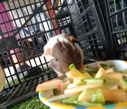 Clínica Veterinaria Zoo Hospital photo