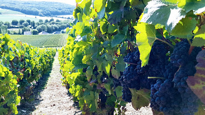 Champagne Decressonnière-Quénot à Cuchery